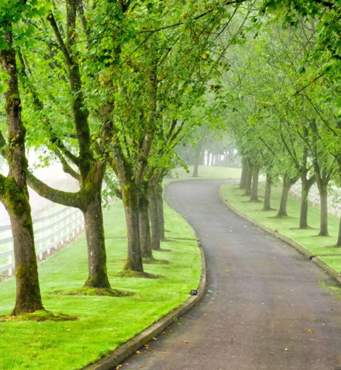 Tree Heatlh Care Richmond TX