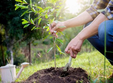 Tree Planting Richmond Texas