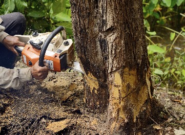 Tree Removal Texas