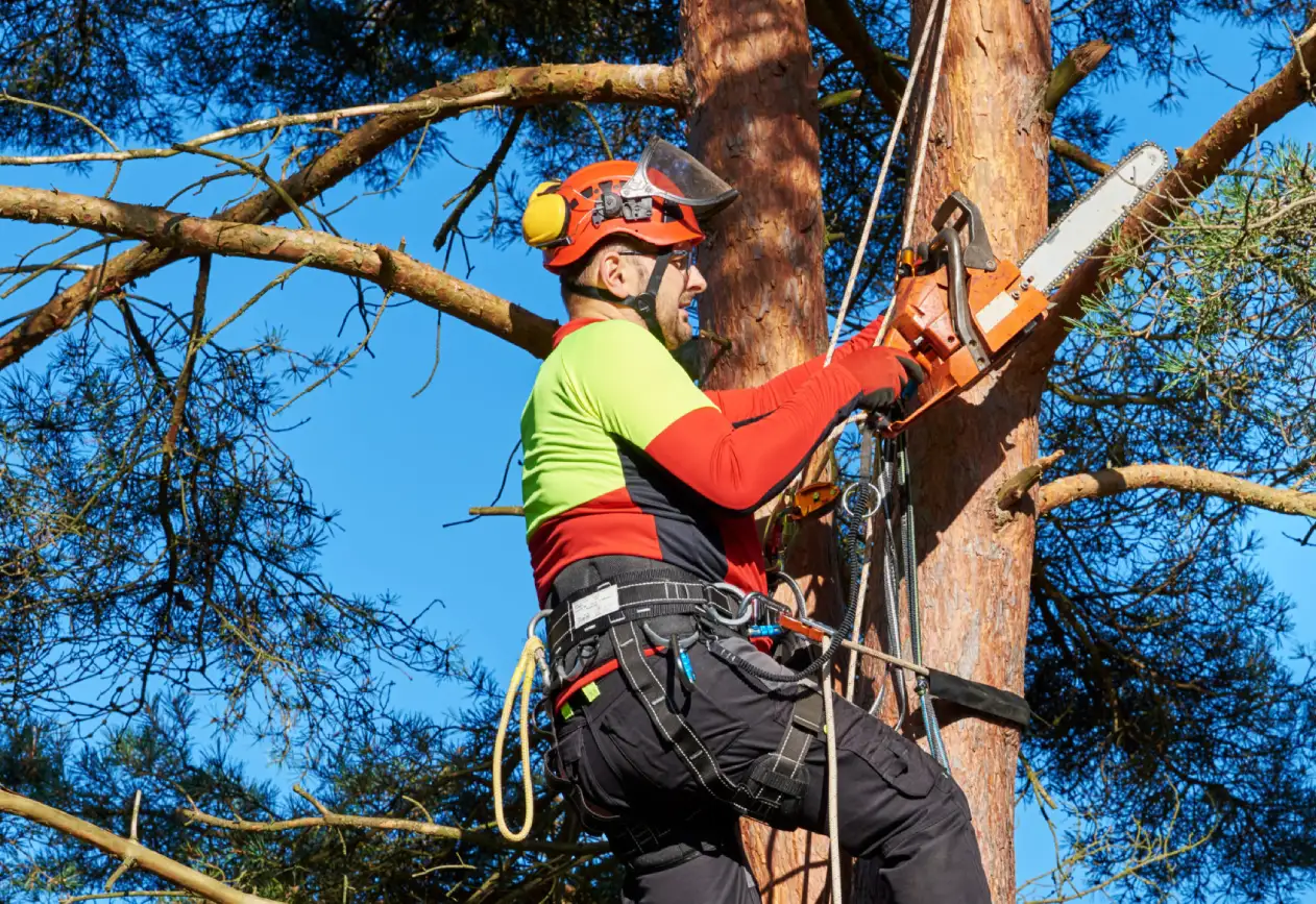 Tree Services